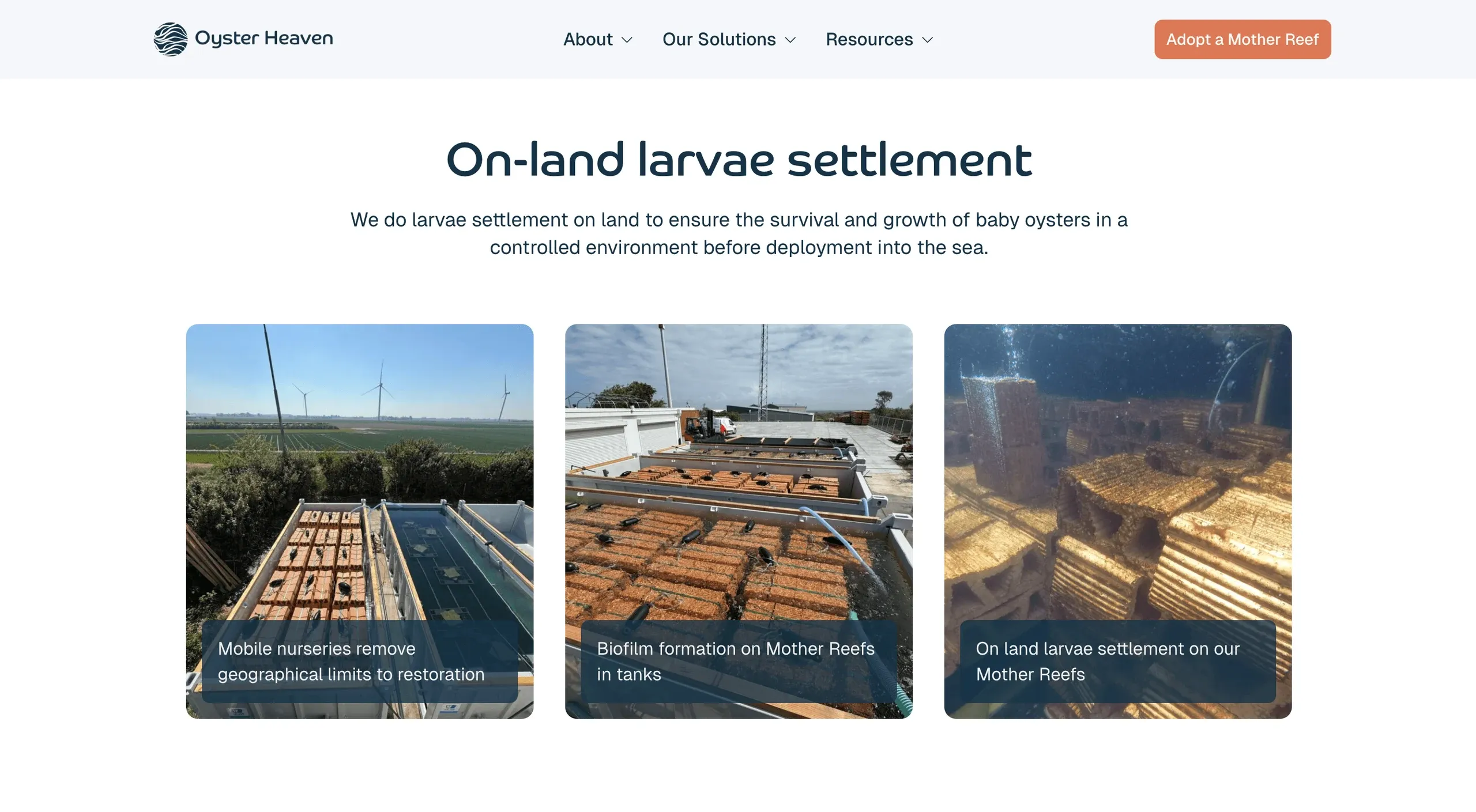 Oyster Heaven page "On-land larvae settlement" with three photos
