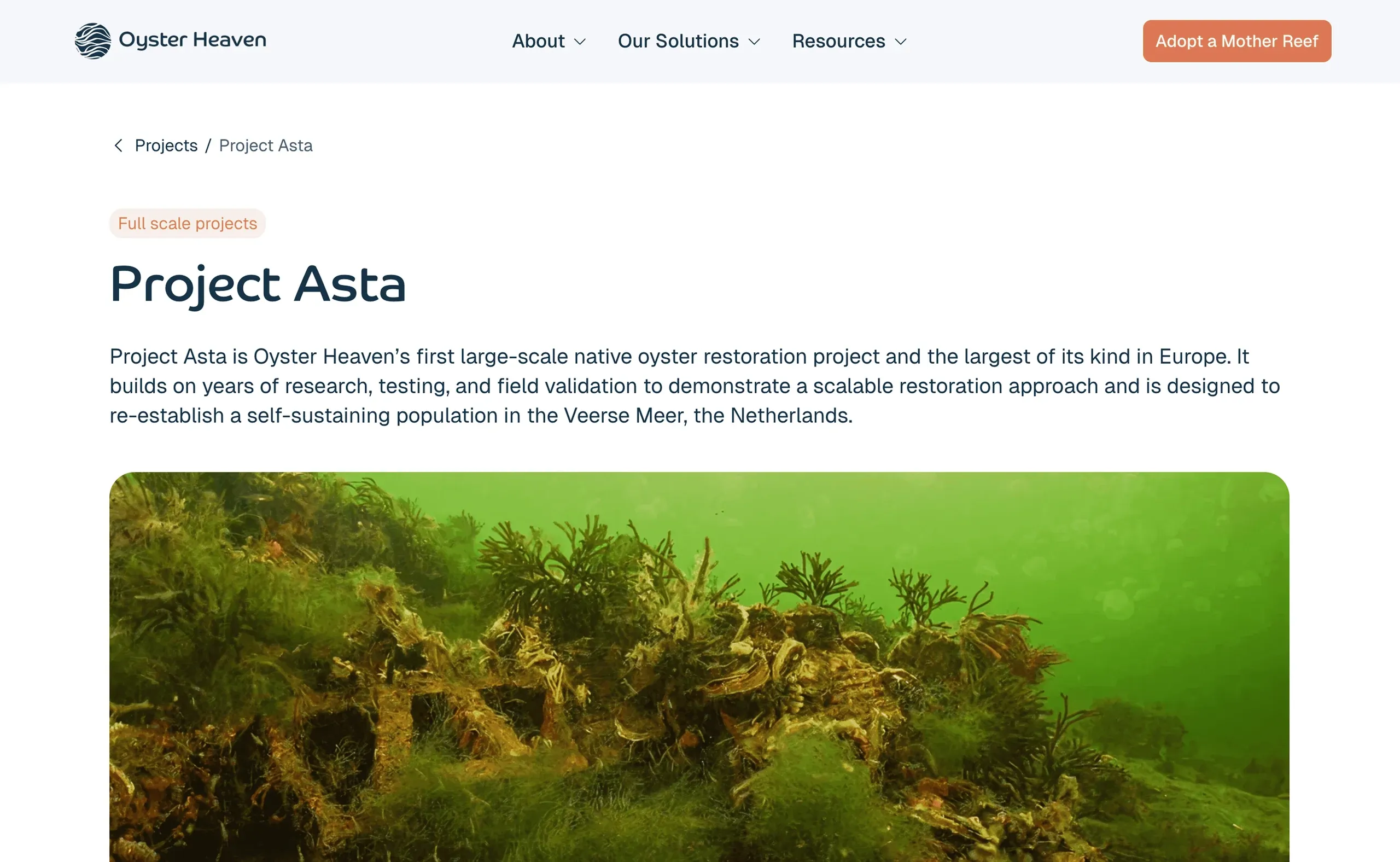 Oyster Heaven Project Asta page after the redesign, with an underwater photo of the reef