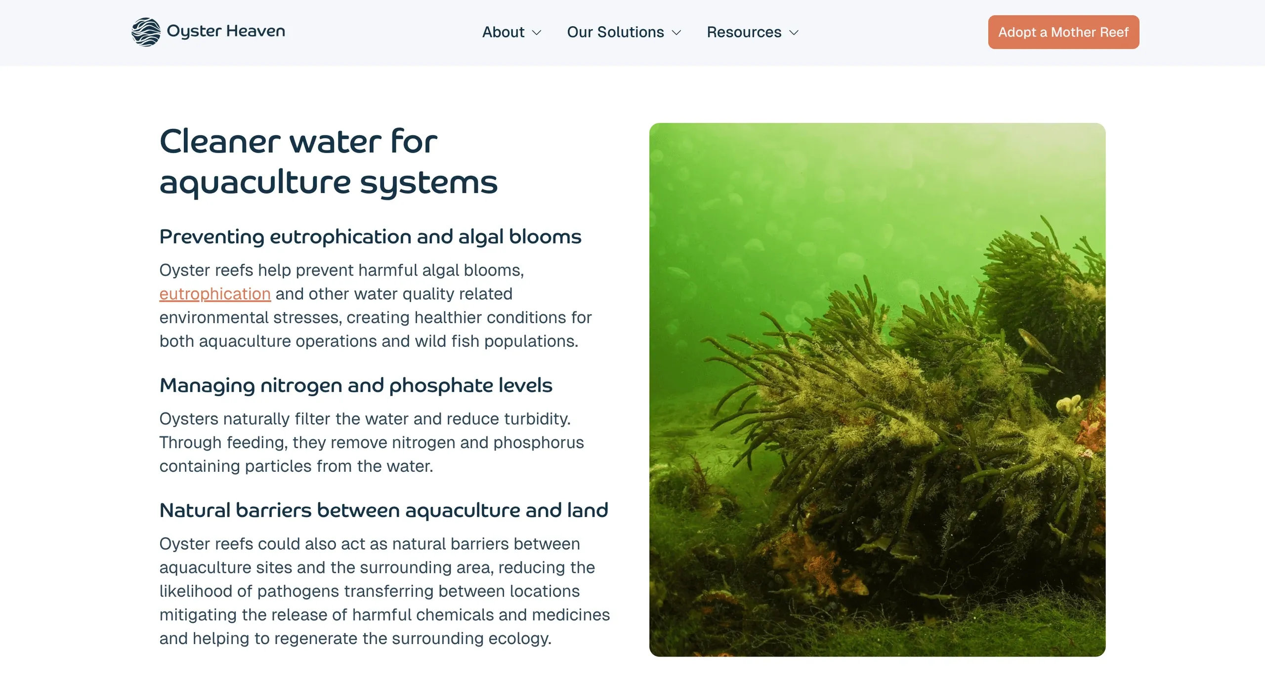 Oyster Heaven section "Cleaner water for aquaculture systems" with an underwater photo